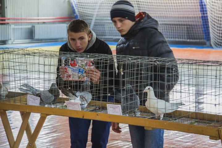 У Чернівцях демонстрували голубів-спортсменів