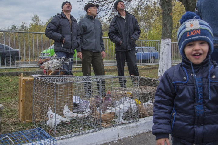 У Чернівцях демонстрували голубів-спортсменів
