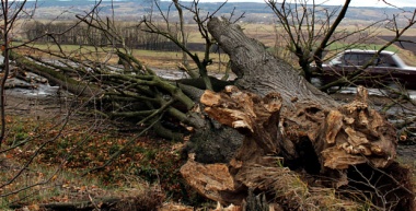 На Буковині дерево впало на хлібовоз, знищено 700 буханок хліба
