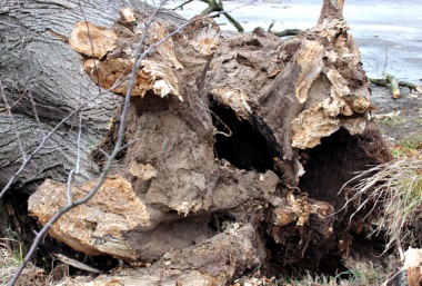На Буковині дерево впало на хлібовоз, знищено 700 буханок хліба
