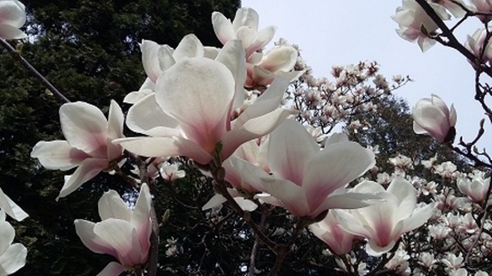 Сезон цвітіння магнолій у ботанічному саду – в розпалі