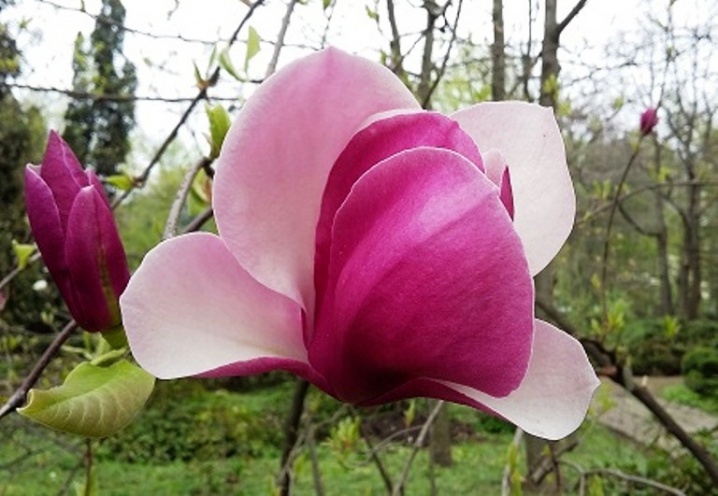 Сезон цвітіння магнолій у ботанічному саду – в розпалі