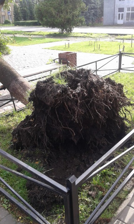 Буревій у Глибоці викорчував дерева і зірвав з ліцею дах