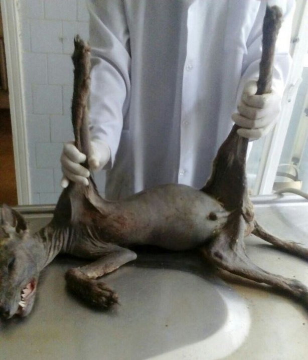 Ветеринари кажуть, що істота, яку впіймали на Хотинщині, – невідома науці