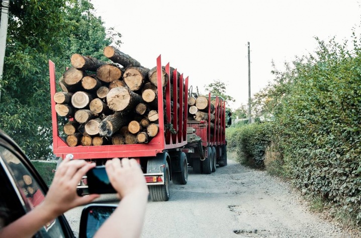 «Косять дерева, як траву», - Руслана вражена обсягами вирубки лісів на Буковині