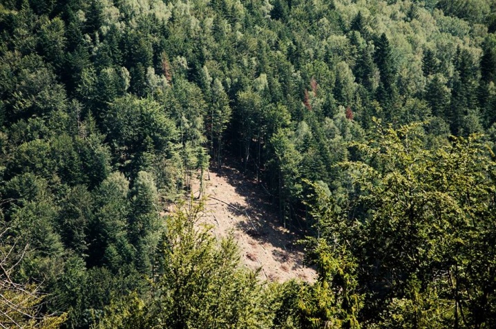 «Косять дерева, як траву», - Руслана вражена обсягами вирубки лісів на Буковині