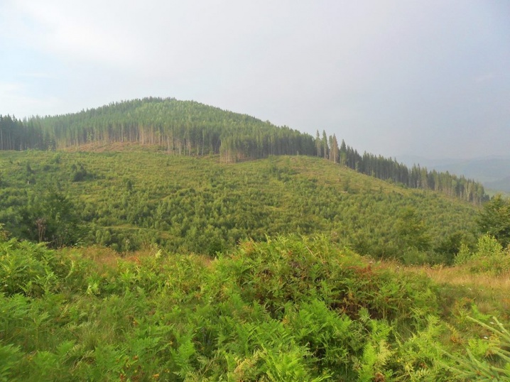 Руслану вразили площі вирубаних лісів на Путильщині