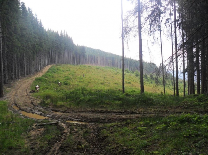 Руслану вразили площі вирубаних лісів на Путильщині