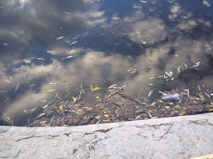 У озері, що у парку «Жовтневий», зафіксовано масову загибель риби