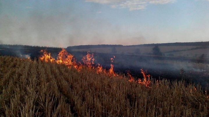 На Глибоччині згоріло майже 40 гектарів сухої трави