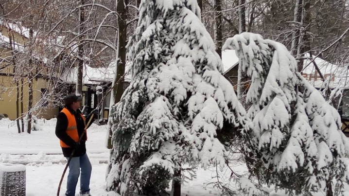 У парку дерева рятували від снігу