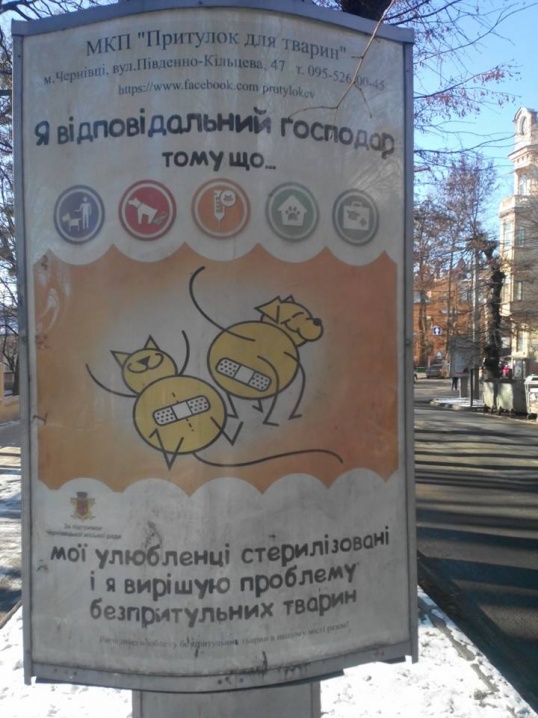 У Чернівцях з'явилась соціальна реклама на підтримку безпритульних тварин