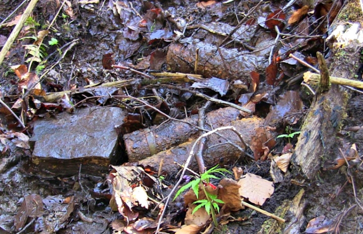 У лісі на Сторожинеччині виявили три артснаряди