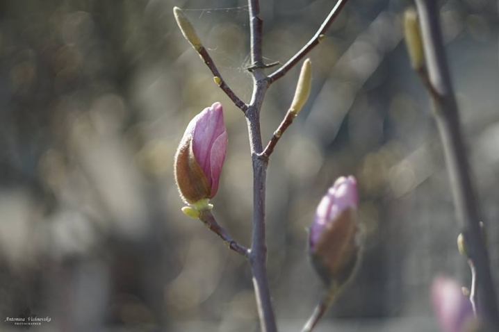 У Чернівцях вирує магнолієва весна