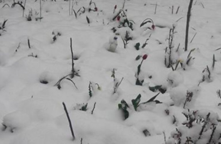 «Садовини цього року не буде», – на Цецино і досі лежить сніг