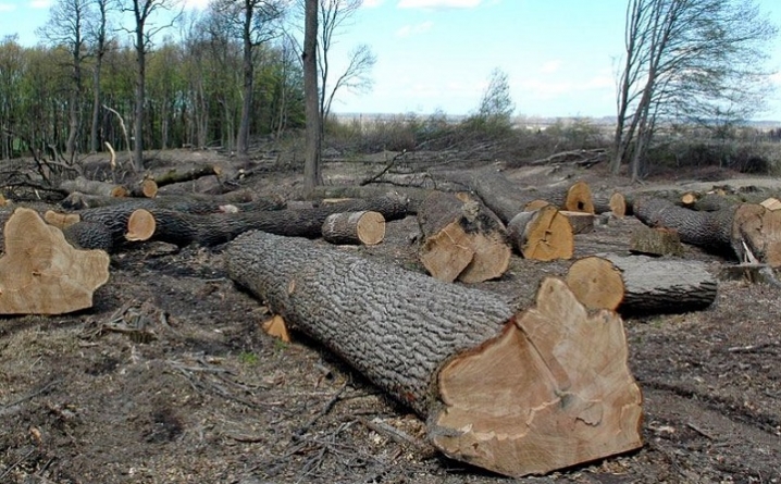 Результат пошуку зображень за запитом "Нарубав дров майже на 100 тис. грн."