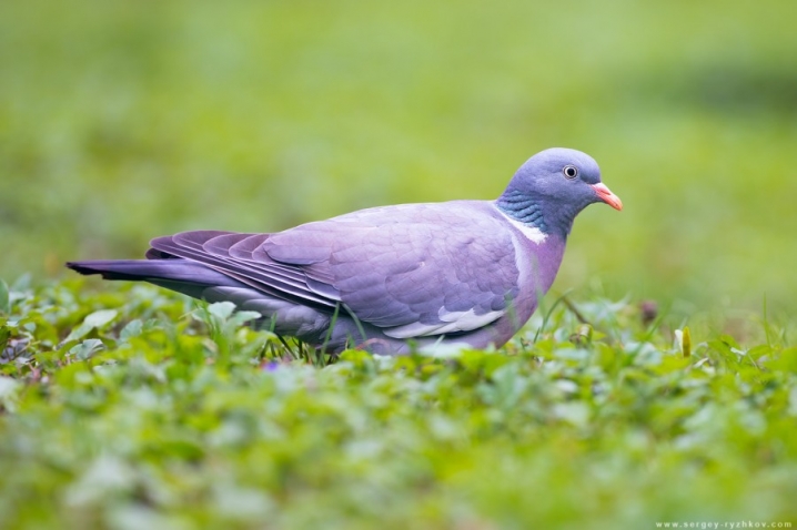 Лісові голуби, дрозди, дятли, сойки – фотограф-натураліст показав, які пернаті мешкають у чернівецькому парку
