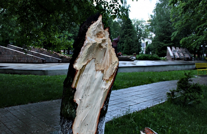 У Сторожинці дерево впало на торговий павільйон