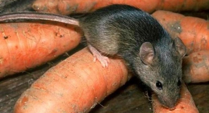 Джерелом захворювання є миші: на Прикарпатті виявили інфекційну хворобу 