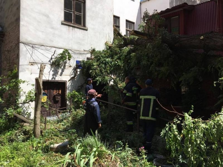 У центрі Чернівців старе дерево впало на будівлю