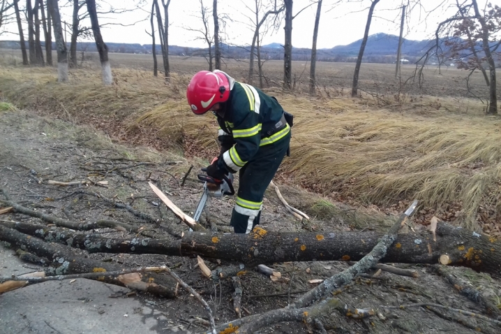 На Кіцманщині дерево впало на дорогу та травмувало чоловіка
