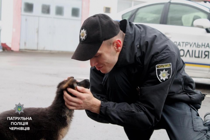 Поліціянти отримали двох німецьких вівчарок, які допомагатимуть патрулювати місто