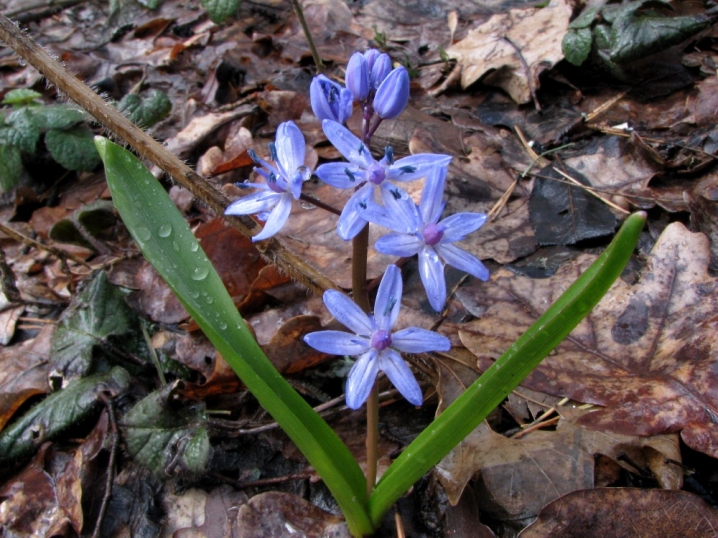 Чернівецькі екологи просять не купувати весняних первоцвітів. Фото рідкісних квітів