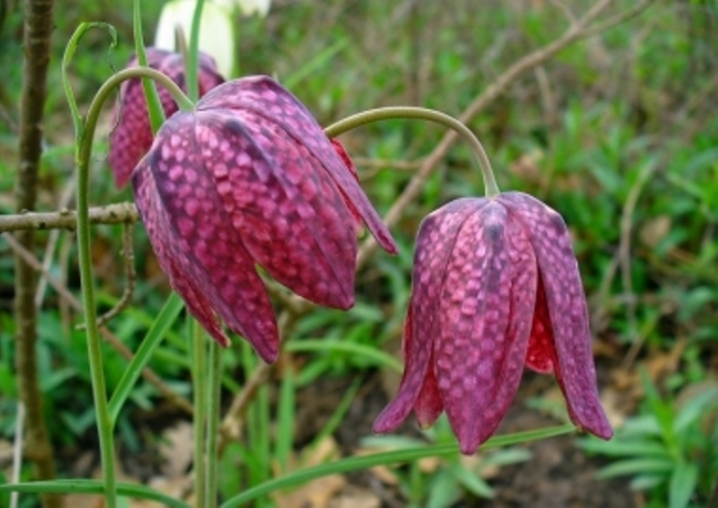 Чернівецькі екологи просять не купувати весняних первоцвітів. Фото рідкісних квітів