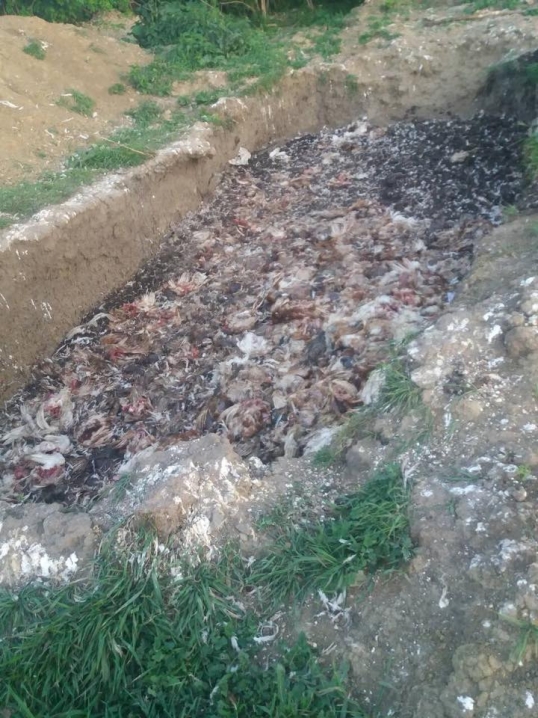 На Глибоччині виявили тушки мертвих курей