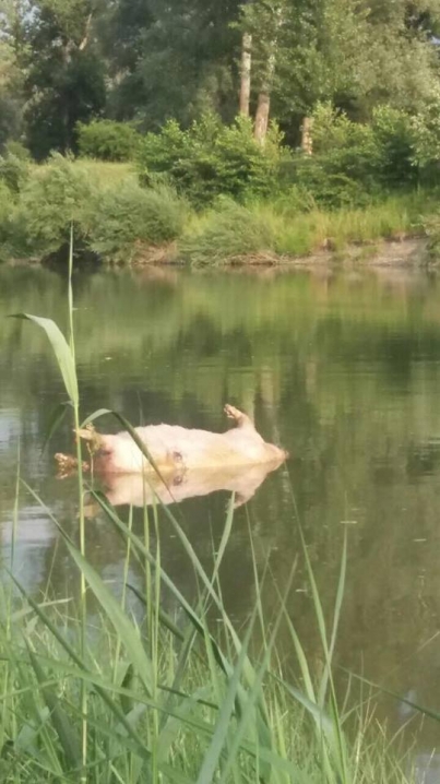 У водоймі на одному з міських пляжів Буковини виявили тушку свині