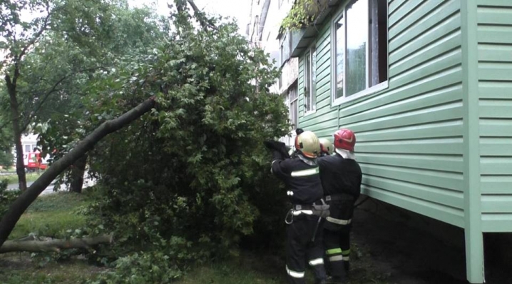 Повалені дерева пошкодили маршрутку та дві автівки у Чернівцях