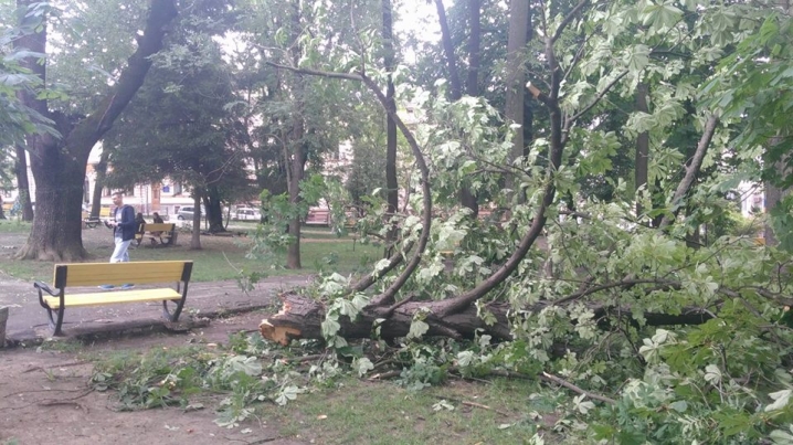 Повалене дерево розтрощило лавку у сквері на Соборній площі