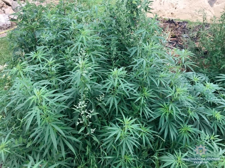 На Буковині правоохоронці виявили три ділянки з нарковмісними рослинами