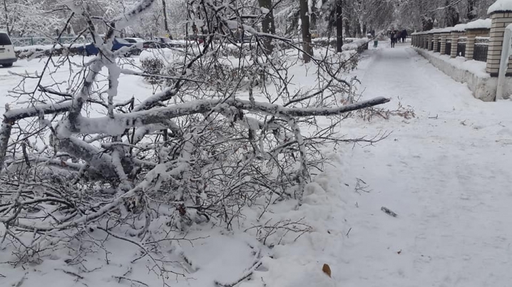 Сніг порозколював дерева та обірвав дроти – Хотин постраждав від негоди