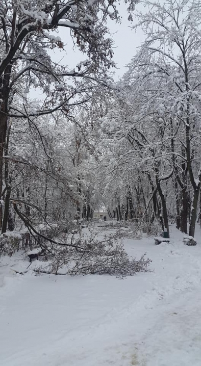 Сніг порозколював дерева та обірвав дроти – Хотин постраждав від негоди