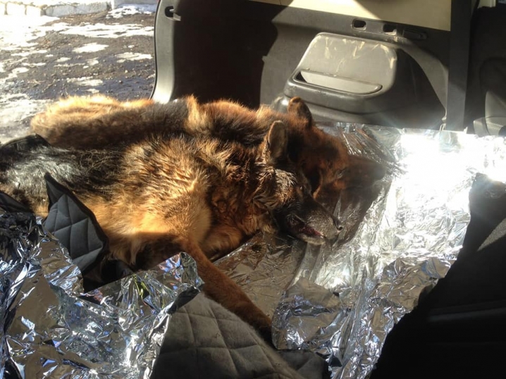 Буковинські патрульні врятували собак, які потрапили під колеса вантажівки