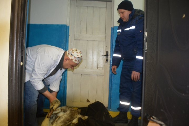 Чернівецькі ДСНСівці врятували хворого лебедя