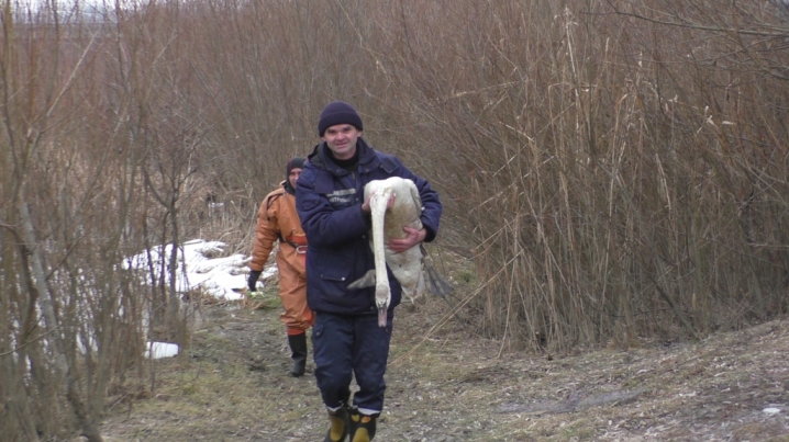 Чернівецькі ДСНСівці врятували хворого лебедя