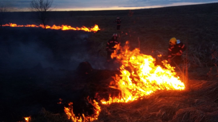«Обпік лапку та бік»: на Буковині пожежники врятували зайченя, яке постраждало від спалювання сухої трави