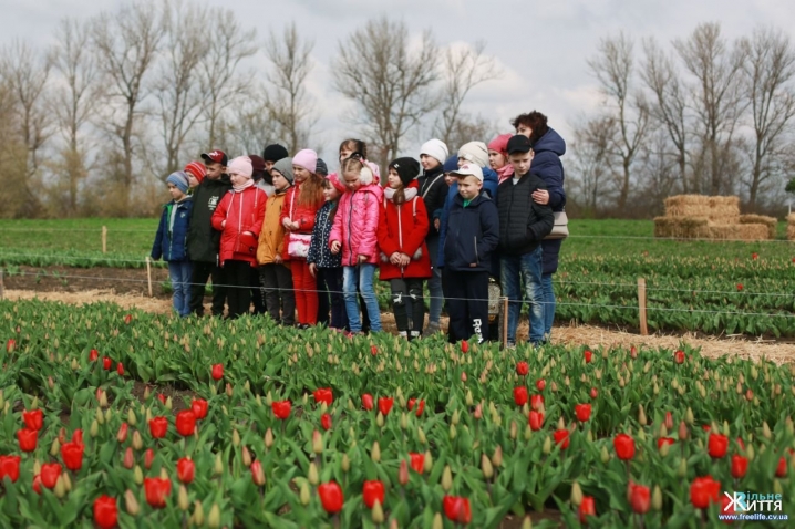 У Реваківцях з'явилося тюльпанове поле у вигляді карти України