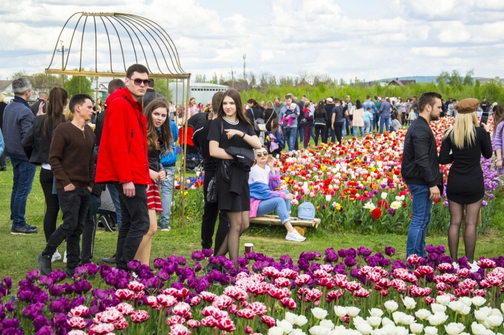Тисячі людей приїхали на фестиваль тюльпанів у Мамаївці