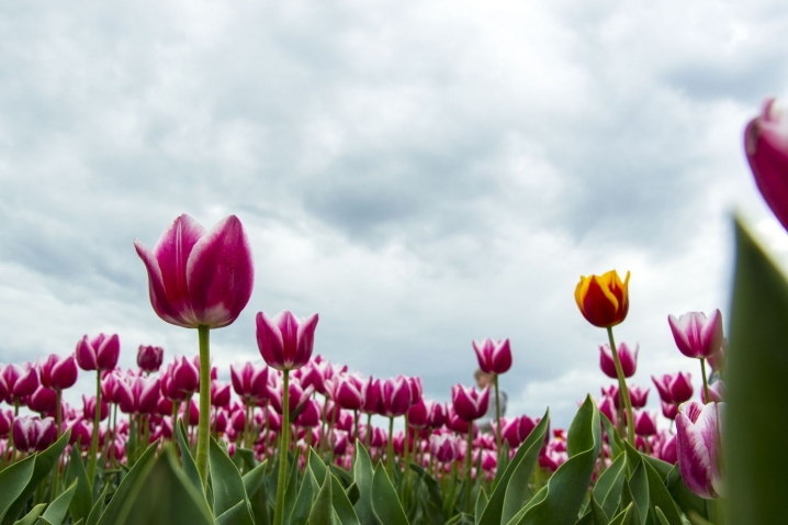 У Реваківцях зацвіла Долина тюльпанів