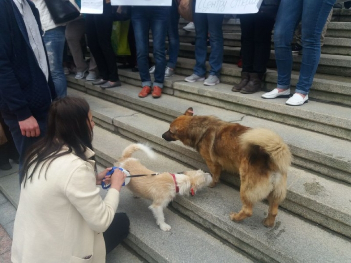 Під міською радою мітингують щодо безпритульних тварин і Стерилізаційного центру