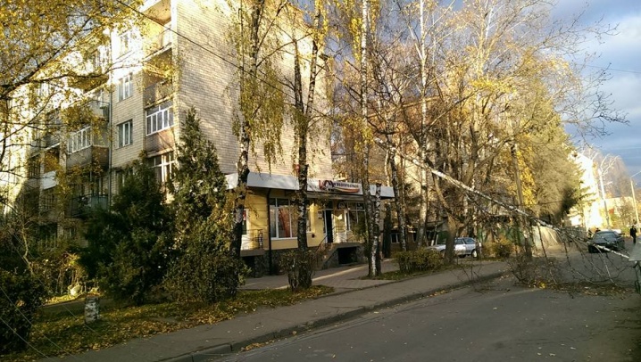 На вулиці Полєтаєва на дорогу впала береза