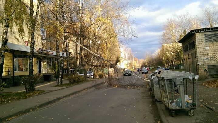 На вулиці Полєтаєва на дорогу впала береза