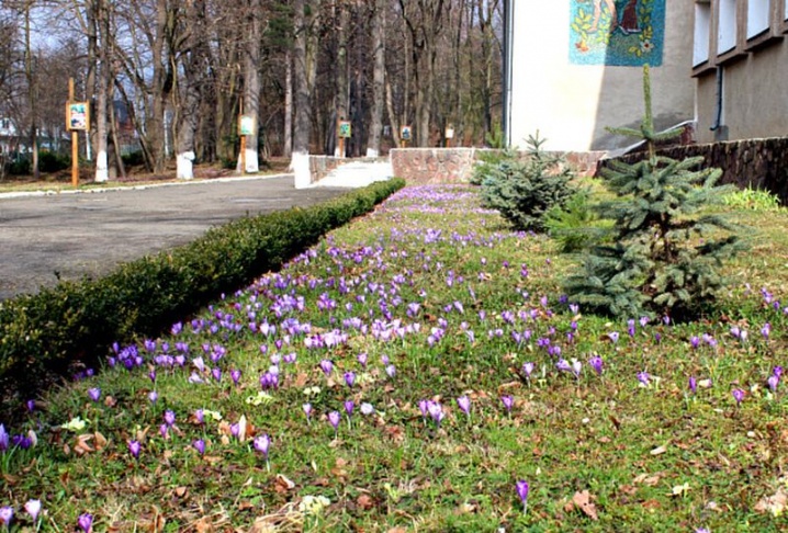 У Сторожинецькому дендропарку розцвів шафран