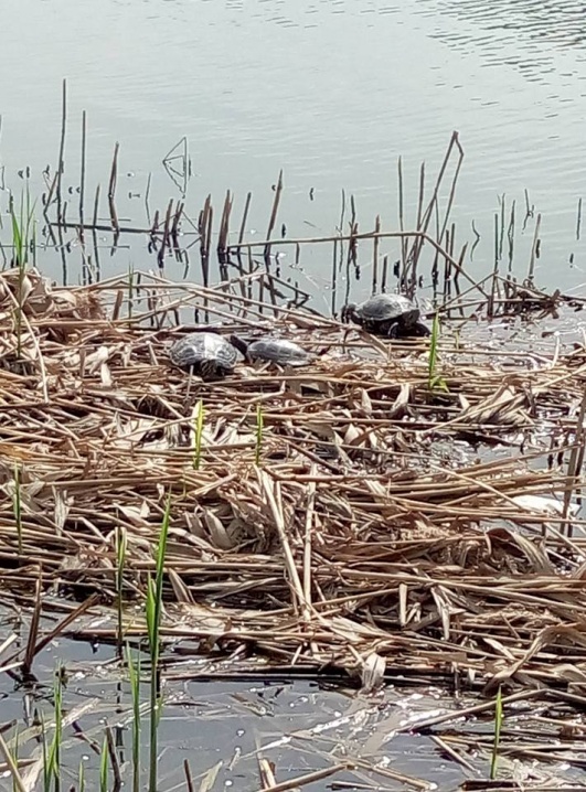 Чернівчани помітили у озері, що в парку «Жовтневому», черепах