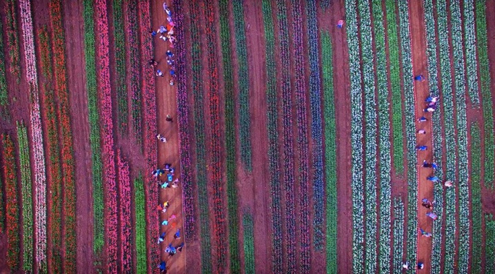 Тюльпанове поле у Лужанах відзняли з квадрокоптера