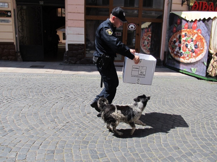 Поліціянти витягли сімох цуценят з-під літнього майданчика кафе на Кобилянської