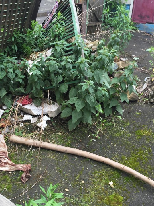 Територія приміщення, яке виділили товариству інвалідів «Мрія», завалена сміттям